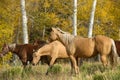 Horses in Autumn Aspen Grove