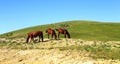 Horses On The Autumn Caucasus Meadow Royalty Free Stock Photo