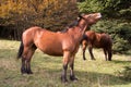 Horses in the autumn forest Royalty Free Stock Photo