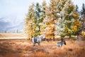 Horses in the autumn forest. Snow-covered yellow trees in Altai mountains, Russia Royalty Free Stock Photo