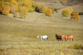 Horses in autumn prairie Royalty Free Stock Photo