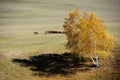 Horses in autumn prairie Royalty Free Stock Photo