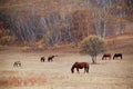 Horses in autumn prairie Royalty Free Stock Photo