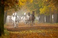Horses in autumn Royalty Free Stock Photo