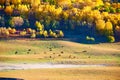 The horses and autumn trees on the meadows Royalty Free Stock Photo