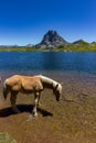 Horses in Ayous lake with views of Midi dÃÂ´Ossau mountain in Pyrenees France Royalty Free Stock Photo