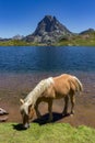 Horses in Ayous lake with views of Midi dÃÂ´Ossau mountain in Pyrenees France Royalty Free Stock Photo