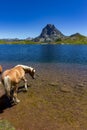 Horses in Ayous lake with views of Midi dÃÂ´Ossau mountain in Pyrenees France Royalty Free Stock Photo