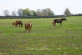 Horses with babies at horse farm.  Spring country landscape Royalty Free Stock Photo