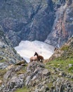 Horses and Glacial Mountains Royalty Free Stock Photo
