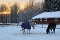 Horses on the background of a colorful sunset