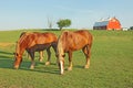 Horses and a barn