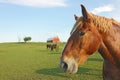 Horses and barn with copy space