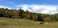 Horses and Barn on Hillside