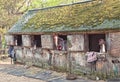 Horses in Barn with Moss on Roof Royalty Free Stock Photo