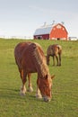 Horses and a barn vertical