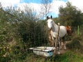 horses with bathtub