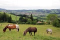 Horses in Bavaria