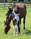 Horses 208 Royalty Free Stock Photo