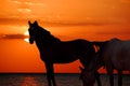 Horses on Beach Royalty Free Stock Photo