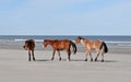 Horses on the Beach