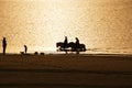 Horses on Beach Royalty Free Stock Photo