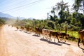 horses on the beach, digital photo picture as a background , taken in vang vieng, laos, asia Royalty Free Stock Photo