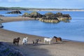 Horses on the beach in Newborough in Anglesey, Wales, Great Britain. Royalty Free Stock Photo