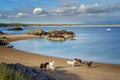 Horses on the beach in Newborough in Anglesey Royalty Free Stock Photo