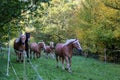 Horses - Beautiful horses gallop along green grass