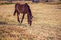 Horses - Beautiful horses on farm