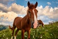 Horses is on beautiful pasture in a mountains, summer landscape, bright cloudy sky and sunlight, wildflowers, brown toned