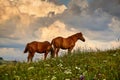 Horses is on beautiful pasture in a mountains, summer landscape, bright cloudy sky and sunlight, wildflowers, brown toned