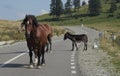 Horses in Bihor carst mountains in Apuseni in Romania