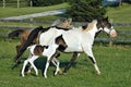 Horses 62 Royalty Free Stock Photo