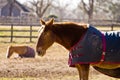 Horses in Blankets Royalty Free Stock Photo