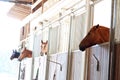 Horses in box in stable