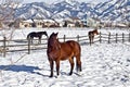 Horses in Bozeman Royalty Free Stock Photo