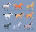 Horses. Breeds domestic strong racing animals walking and jumping horses vector cartoon characters