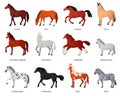 Horses breeds. Horse farm breeding for horseback riding, different breed thoroughbred clydesdale miniature pony