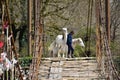 Horses on the bridge over the river in the mountains. tourist horseback riding. the male groom transfers the horses across the bri Royalty Free Stock Photo