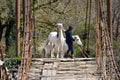 Horses on the bridge over the river in the mountains. tourist horseback riding. the male groom transfers the horses across the bri Royalty Free Stock Photo