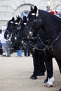 Horses from the British Household Cavalry Royalty Free Stock Photo