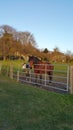 Two Horses in enclosure