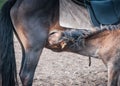 Horses in the Buryat village, Olkhon, Lake Baikal, Russia Royalty Free Stock Photo