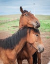 Horses in the Buryat village, Olkhon, Lake Baikal, Russia Royalty Free Stock Photo