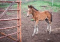 Horses in the Buryat village, Olkhon, Lake Baikal, Russia Royalty Free Stock Photo