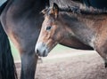 Horses in the Buryat village, Olkhon, Lake Baikal, Russia Royalty Free Stock Photo