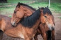 Horses in the Buryat village, Olkhon, Lake Baikal, Russia Royalty Free Stock Photo