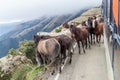 Horses and a bus on a mountain road between Balsas and Leimebamba, Pe Royalty Free Stock Photo